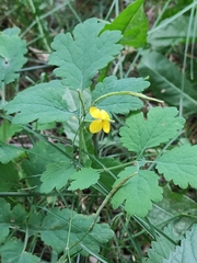 Chelidonium majus