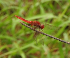 Crocothemis servilia