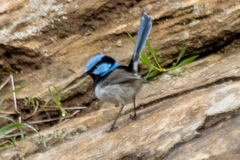 Malurus cyaneus