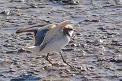 Charadrius pallidus