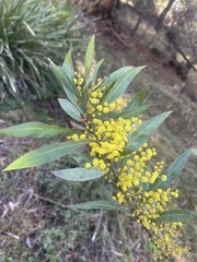 Acacia rubida