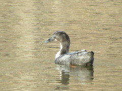 Anas platyrhynchos domesticus