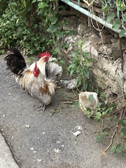 Gallus gallus domesticus