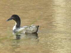 Anas platyrhynchos domesticus