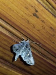 Ctenoplusia oxygramma