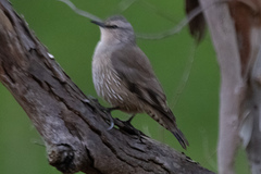 Climacteris picumnus