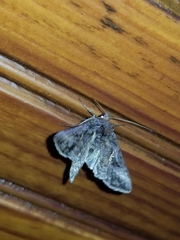 Ctenoplusia oxygramma