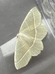 Campaea margaritaria