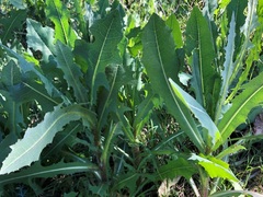 Lactuca serriola
