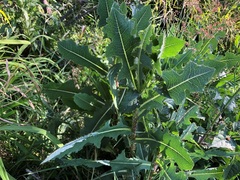 Lactuca serriola