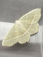 Campaea margaritaria
