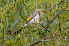 Ptilotula penicillata