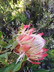 Protea susannae