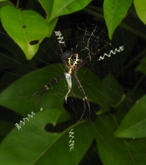 Argiope anasuja
