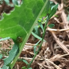 Psyllobora vigintiduopunctata