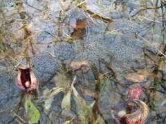 Symplocarpus foetidus