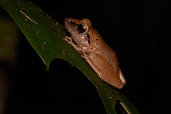 Pristimantis reichlei