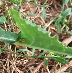 Psyllobora vigintiduopunctata