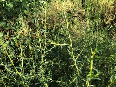 Sclerolaena muricata
