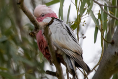Eolophus roseicapilla