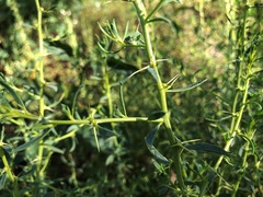 Sclerolaena muricata