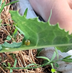 Psyllobora vigintiduopunctata