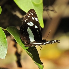 Phaedyma shepherdi