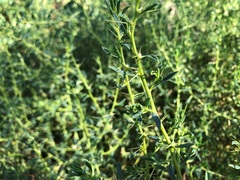 Sclerolaena muricata