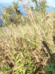 Veronica longifolia
