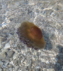 Cotylorhiza tuberculata