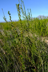 Cliffortia teretifolia