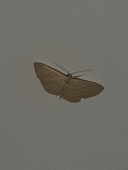 Scopula minorata