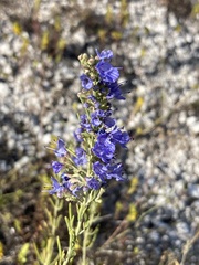 Hyssopus officinalis