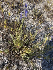 Hyssopus officinalis