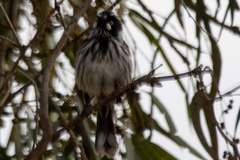 Phylidonyris novaehollandiae