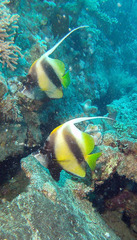 Heniochus intermedius