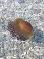 Cotylorhiza tuberculata