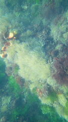 Anemonia viridis