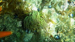 Anemonia viridis