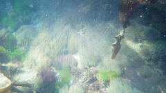 Anemonia viridis
