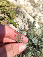 Tanacetum achilleifolium
