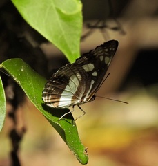 Phaedyma shepherdi