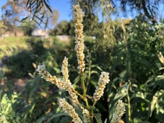 Persicaria attenuata