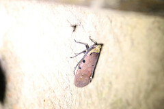 Penthicodes atomaria