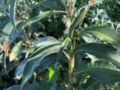 Persicaria attenuata