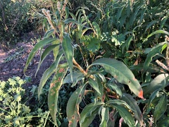 Persicaria attenuata
