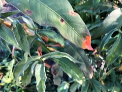 Persicaria attenuata