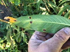 Persicaria attenuata