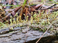 Cladonia
