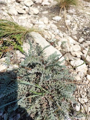 Tanacetum achilleifolium